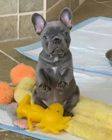 Delilah-AKC French Bulldog Puppy champion lines Lilac with Tan points, a female French Bulldog for sale in Corona, CA – Photo 8 of 10
