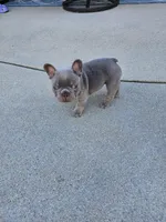 Delilah- AKC French Bulldog Puppy , a female French Bulldog for sale in Corona, CA – Photo 4 of 4