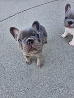 Delilah- AKC French Bulldog Puppy , a female French Bulldog for sale in Corona, CA – Photo 3 of 4
