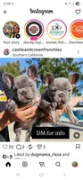 Delilah- AKC French Bulldog Puppy Lilac with Tan points, a female French Bulldog for sale in Corona, CA – Photo 6 of 8
