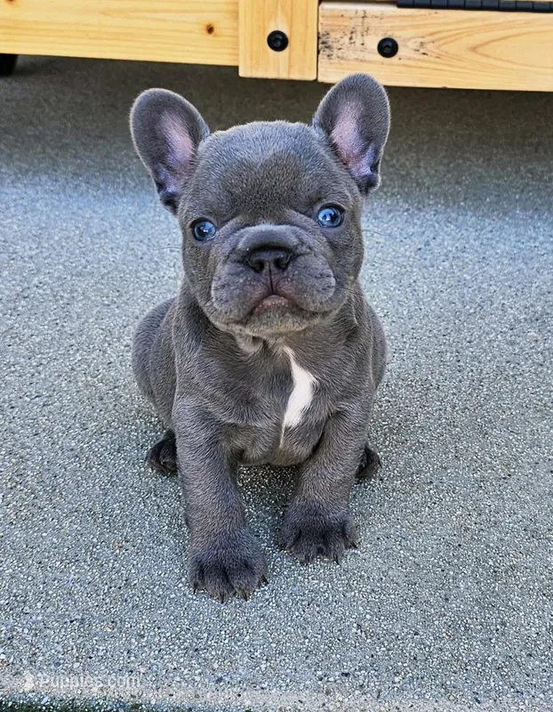 Iris-AKC French Bulldog. Female – French Bulldog puppy for sale in Corona, CA