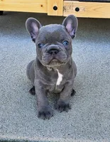 Iris-AKC French Bulldog. Female, a female French Bulldog for sale in Corona, CA – Photo 1 of 3