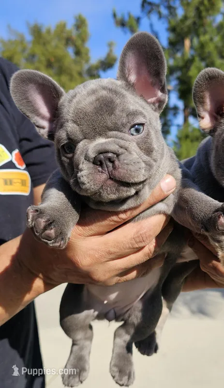 Iris-AKC French Bulldog. Female lilac frenchie  – French Bulldog puppy for sale in Corona, CA