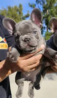 Iris-AKC French Bulldog. Female lilac frenchie , a female French Bulldog for sale in Corona, CA – Photo 1 of 3