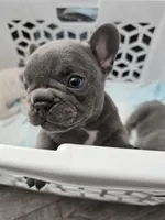 Iris-AKC French Bulldog. Female, a female French Bulldog for sale in Corona, CA – Photo 3 of 3