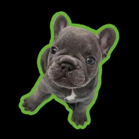 Iris-AKC French Bulldog. Female, a female French Bulldog for sale in Corona, CA – Photo 2 of 3