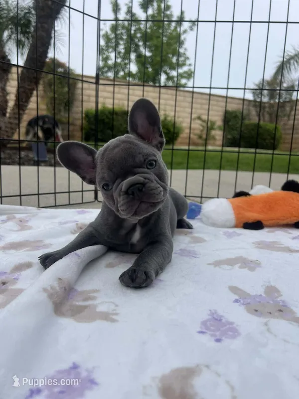 Iris-AKC French Bulldog. Champion lines Female lilac frenchie  – French Bulldog puppy for sale in Corona, CA