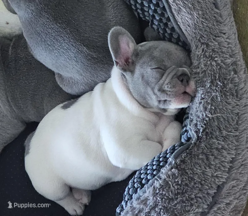 Jupiter-AKC French Bulldog Male rare lilac pied. Beautiful  – French Bulldog puppy for sale in Corona, CA