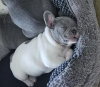 Jupiter-AKC French Bulldog Male rare lilac pied. Beautiful , a male French Bulldog for sale in Corona, CA – Photo 1 of 6