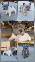 Jupiter-AKC French Bulldog Male rare lilac pied. Beautiful , a male French Bulldog for sale in Corona, CA – Photo 4 of 6