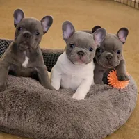 Jupiter-AKC French Bulldog Male rare lilac pied. Beautiful , a male French Bulldog for sale in Corona, CA – Photo 2 of 6
