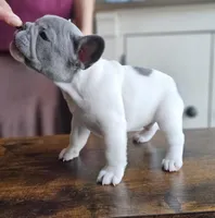 Jupiter-AKC French Bulldog Male rare lilac pied. Beautiful , a male French Bulldog for sale in Corona, CA – Photo 6 of 6
