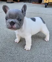 Jupiter-AKC French Bulldog Male rare lilac pied. Beautiful , a male French Bulldog for sale in Corona, CA – Photo 3 of 6