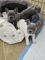 Jupiter-AKC French Bulldog Male rare lilac pied. Beautiful , a male French Bulldog for sale in Corona, CA – Photo 4 of 4