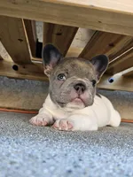 Jupiter-AKC French Bulldog Male rare lilac pied. Beautiful , a male French Bulldog for sale in Corona, CA – Photo 2 of 4
