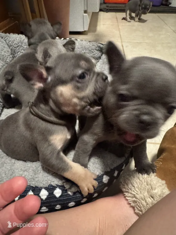 Kramer – French Bulldog puppy for sale in Success, MO