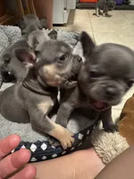 Kramer, a male French Bulldog for sale in Success, MO – 1 of 1