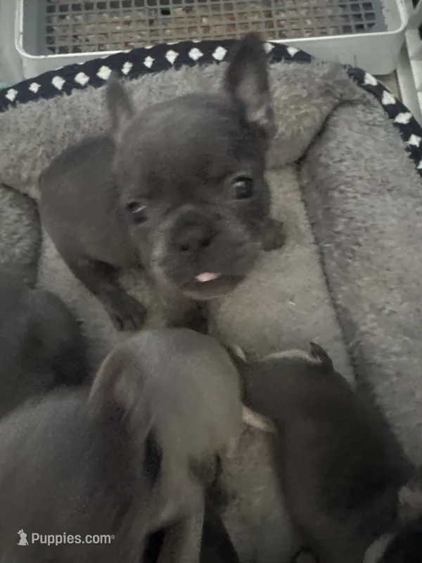 George – French Bulldog puppy for sale in Success, MO