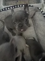 George, a male French Bulldog for sale in Success, MO – 1 of 2
