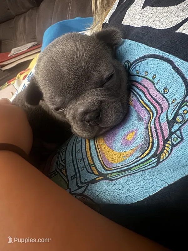 Newman – French Bulldog puppy for sale in Success, MO