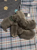 Newman, a male French Bulldog for sale in Success, MO – 2 of 2
