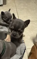 Elaine, a female French Bulldog for sale in Success, MO – 2 of 2