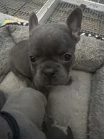George, a male French Bulldog for sale in Success, MO – 2 of 2