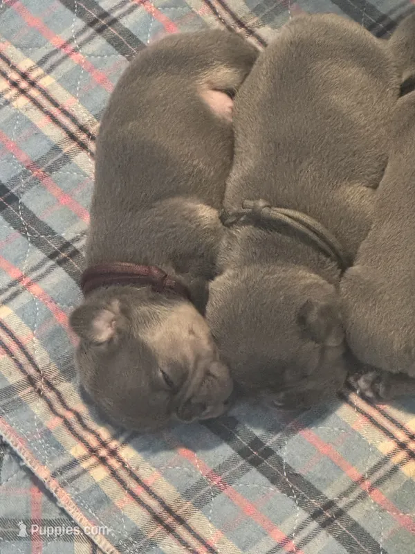 Elaine – French Bulldog puppy for sale in Success, MO