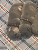 Elaine, a female French Bulldog for sale in Success, MO – 1 of 2