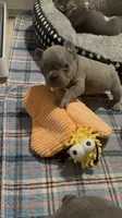 Jerry, a male French Bulldog for sale in Success, MO – 1 of 2