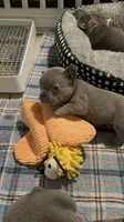 Jerry, a male French Bulldog for sale in Success, MO – 2 of 2