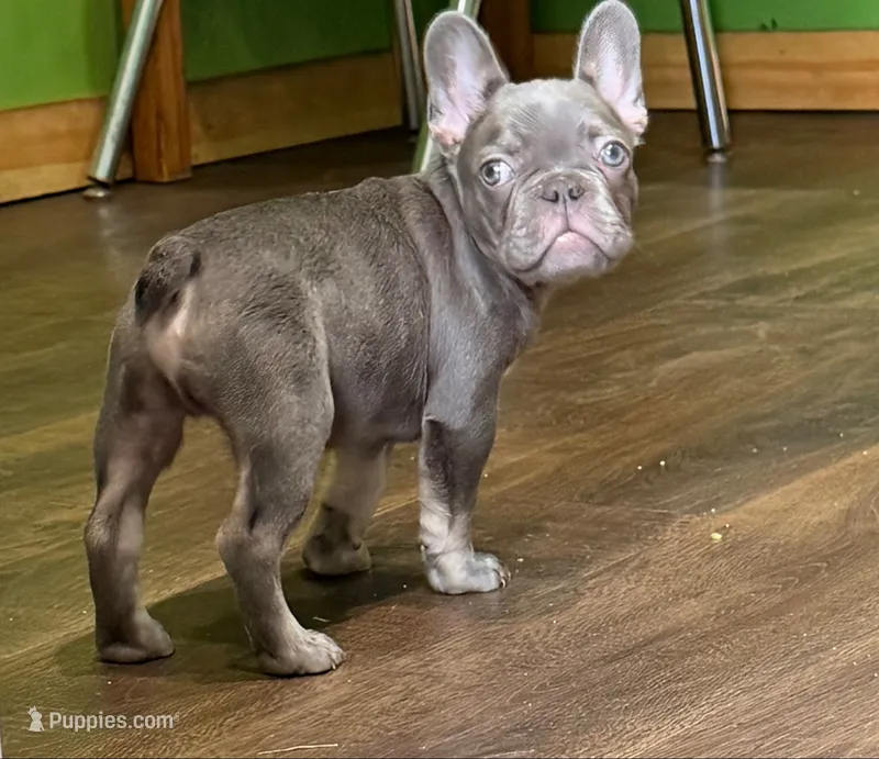 Puppy  – French Bulldog puppy for sale in Brooklyn, NY