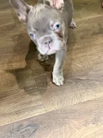 Puppy , a male French Bulldog for sale in Brooklyn, NY – 3 of 4