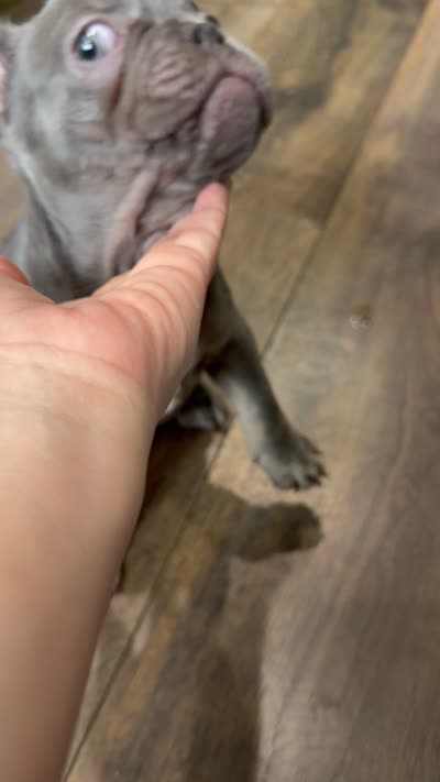 Puppy , a male French Bulldog for sale in Brooklyn, NY – 4 of 4