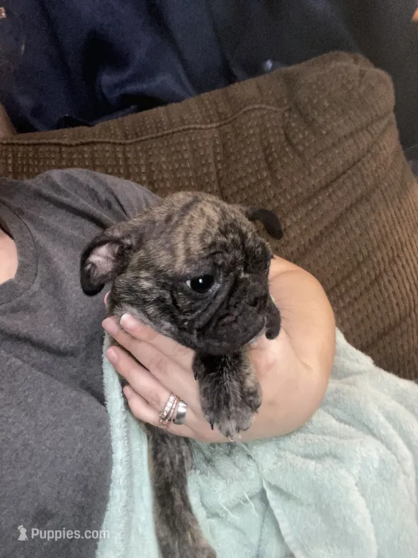 Bella – Boston Terrier, Pug puppy for sale in Licking, MO