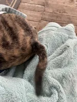 Bella, a female Boston Terrier and Pug for sale in Licking, MO – 4 of 4