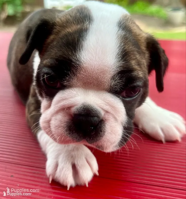Big Tex – Boston Terrier puppy for sale in Fort Worth, TX