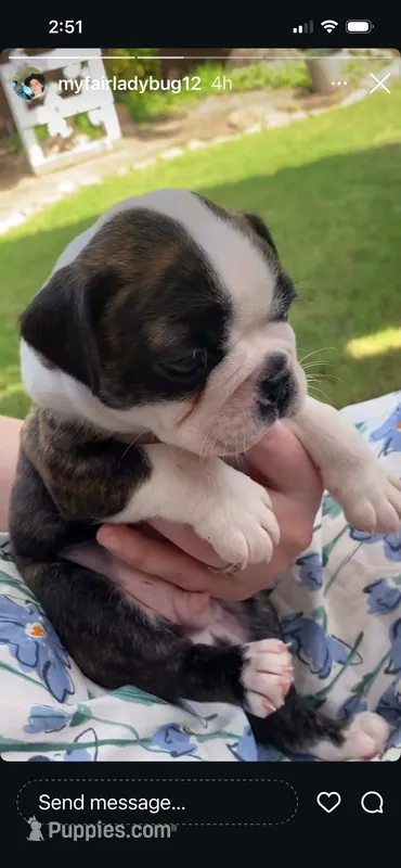 Big Tex – Boston Terrier puppy for sale in Fort Worth, TX