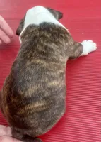 Big Tex, a male Boston Terrier for sale in Fort Worth, TX – 5 of 6