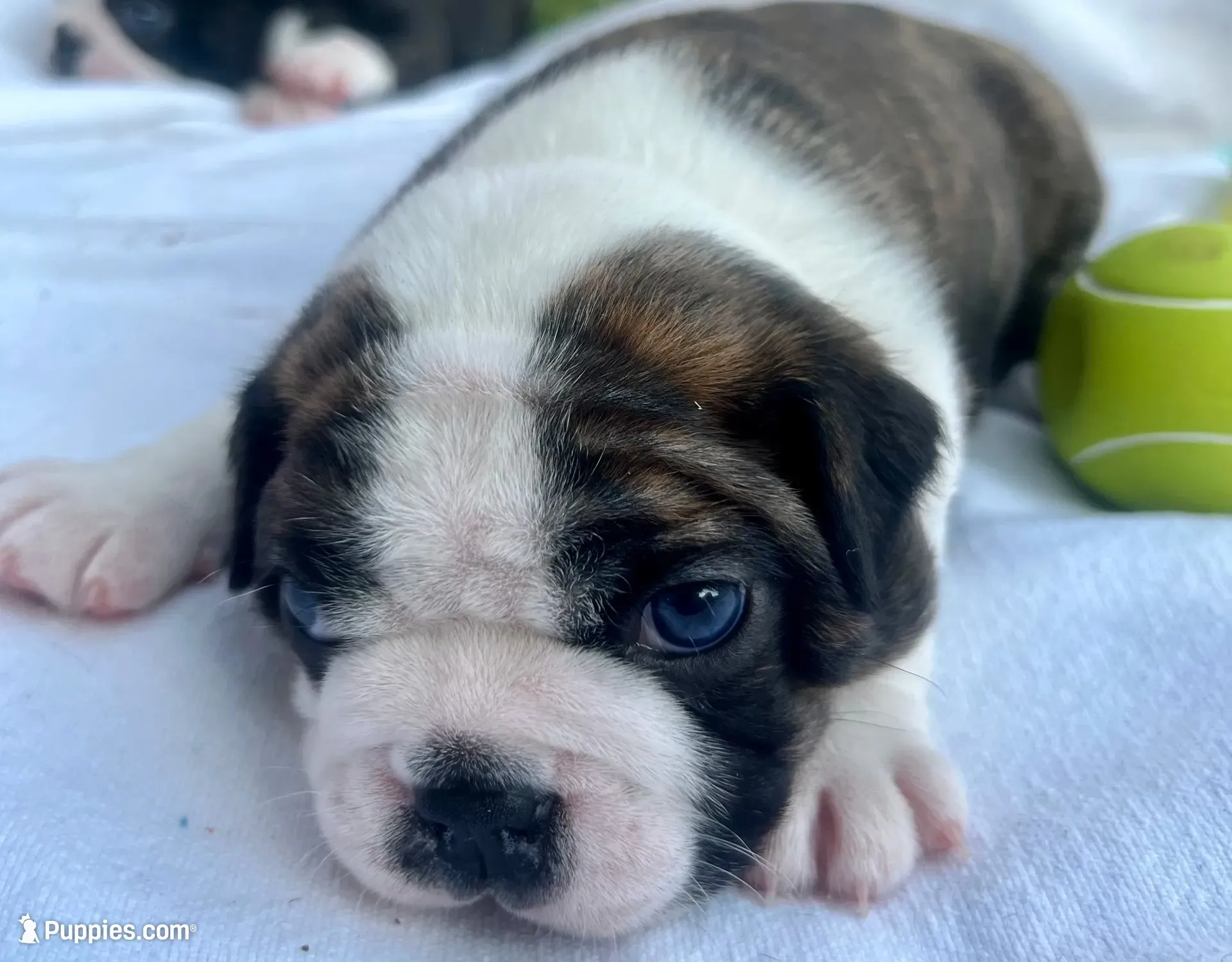 Big Tex, a male Boston Terrier for sale in Fort Worth, TX – 3 of 6