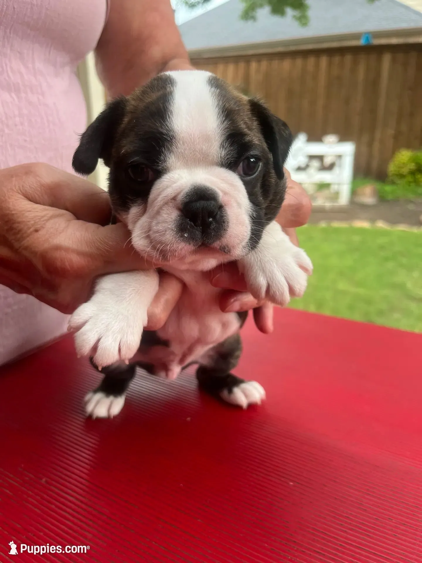 Big Tex, a male Boston Terrier for sale in Fort Worth, TX – 2 of 6