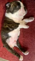 Big Tex, a male Boston Terrier for sale in Fort Worth, TX – 6 of 6