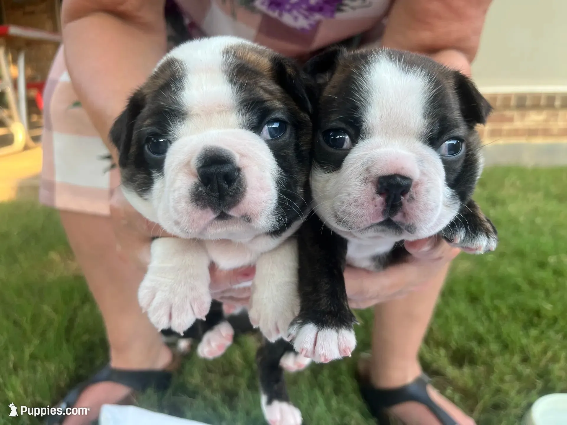 Big Tex, a male Boston Terrier for sale in Fort Worth, TX – 4 of 6
