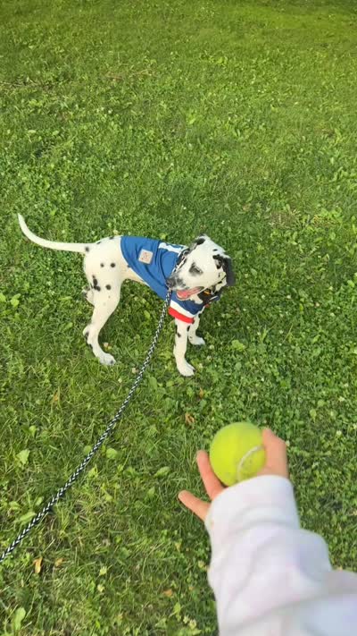 Oreo, a male Dalmatian for sale in Skokie, IL – 3 of 4