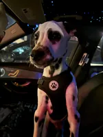Oreo, a male Dalmatian for sale in Skokie, IL – 1 of 4