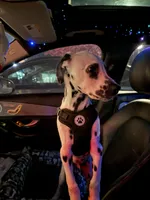 Oreo, a male Dalmatian for sale in Skokie, IL – 2 of 4