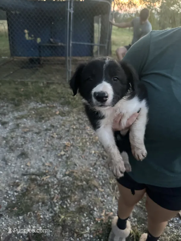Lyness  – Border Collie puppy for sale in Dixon, MO