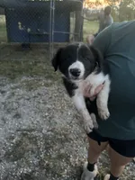 Lyness , a female Border Collie for sale in Dixon, MO – 1 of 2