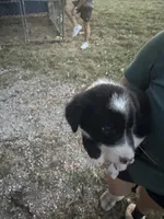 Maximus, a male Border Collie for sale in Dixon, MO – 4 of 5