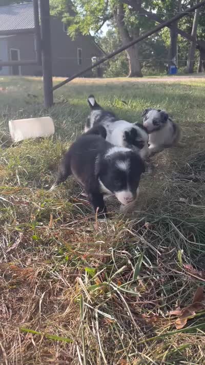 Maximus, a male Border Collie for sale in Dixon, MO – 5 of 5